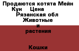 Продаются котята Мейн Кун  › Цена ­ 5 000 - Рязанская обл. Животные и растения » Кошки   